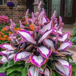🔥LAST DAY 50% OFF -🍃Rare Hosta Seeds🌿