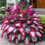 🔥LAST DAY 50% OFF -🍃Rare Hosta Seeds🌿