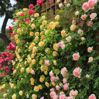 💐Last day clearance💐Heirloom Perennials Climbing Rose Seeds