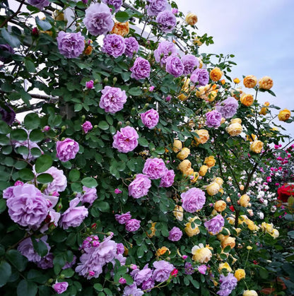 💐Last day clearance💐Heirloom Perennials Climbing Rose Seeds