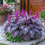 🔥LAST DAY 50% OFF -🍃Rare Hosta Seeds🌿