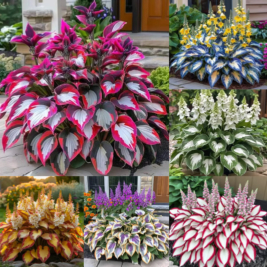 🔥LAST DAY 50% OFF -🍃Rare Hosta Seeds🌿